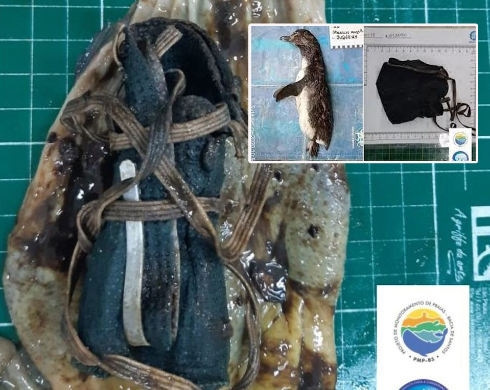 在巴西，保育人士在被沖上岸的企鵝屍體胃內發現口罩。（網圖）
