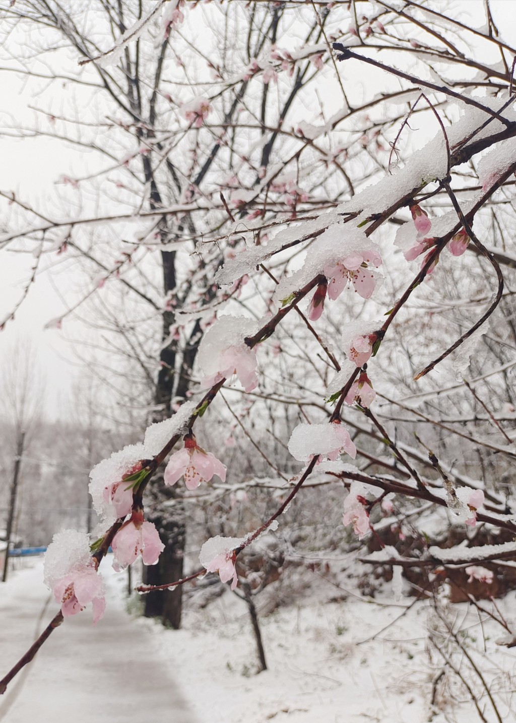 網民分享下雪的景色。 微博圖