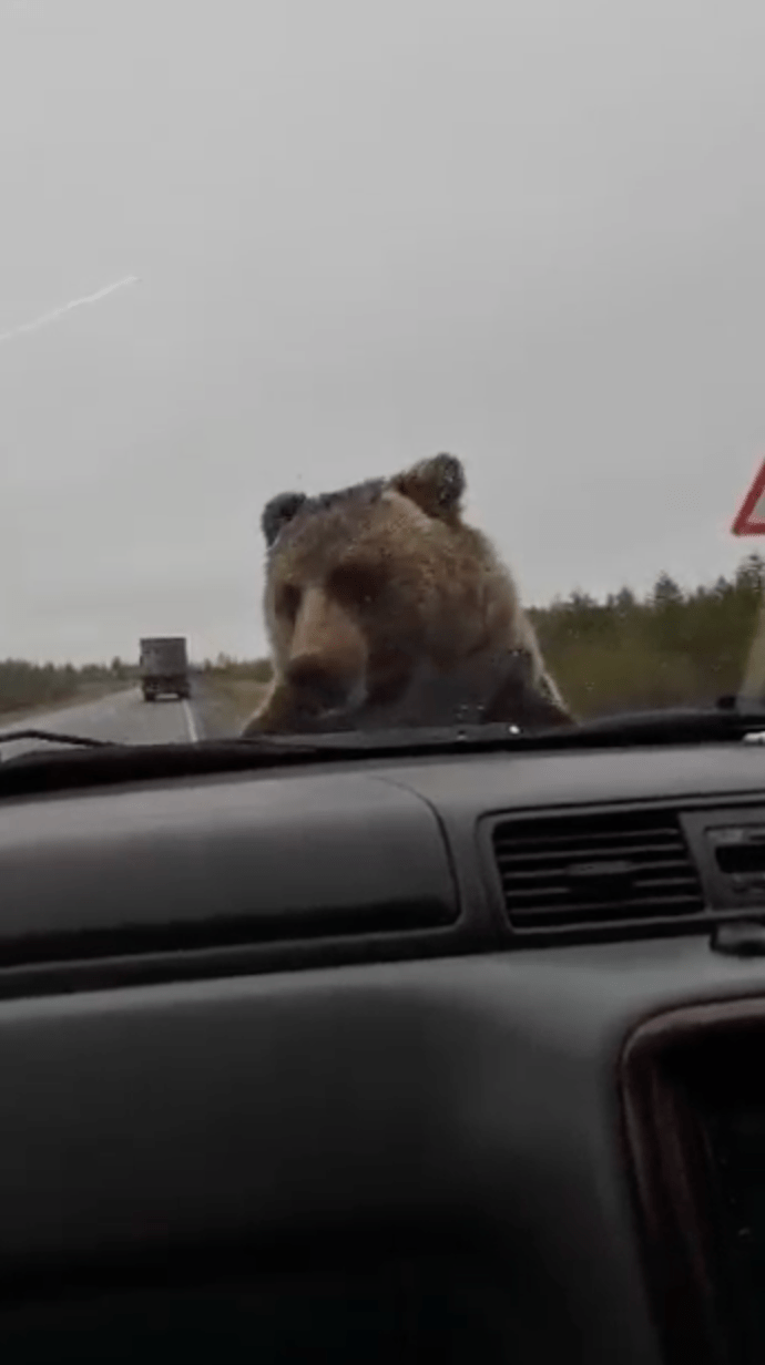 俄国3名男女在库页岛一条偏远路段遇上汽车“抛锚”，祸不单行遭一只大熊袭击。