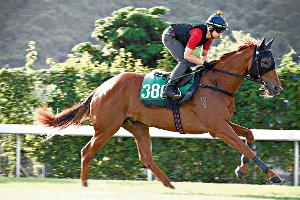 「晴王」昨晨試來步大力雄充滿勁度，馬身保持茁壯，狀態弗到漏油。 
