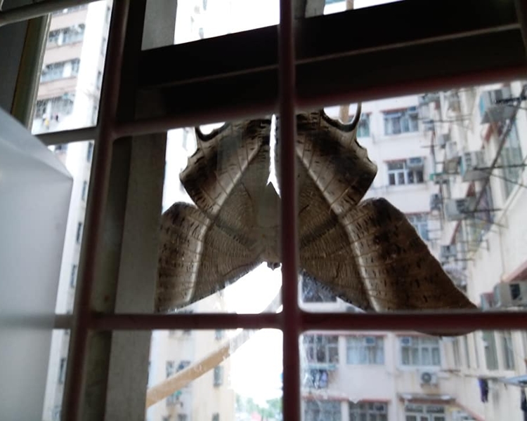 牠一直守着事主的窗邊已超過6小時。facebook