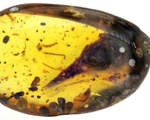 專家表示，該種生物比現時活在世界上的最細小雀鳥蜂鳥還要細。網圖