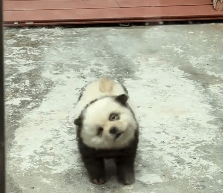 泰州动物园“熊猫犬”。