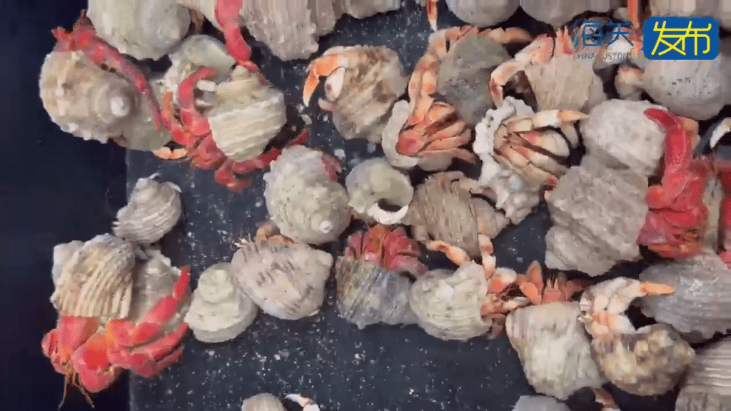 背包藏59只“橙红陆寄居蟹”,内地女拱北闯关断正。 背包藏59只“橙红陆寄居蟹”,内地女拱北闯关断正。