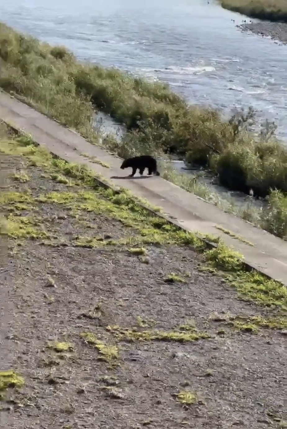 黑熊在檜木內川河邊玩水，該處鄰近民居，而且是孩子的上學路線。 X@ shirokiko