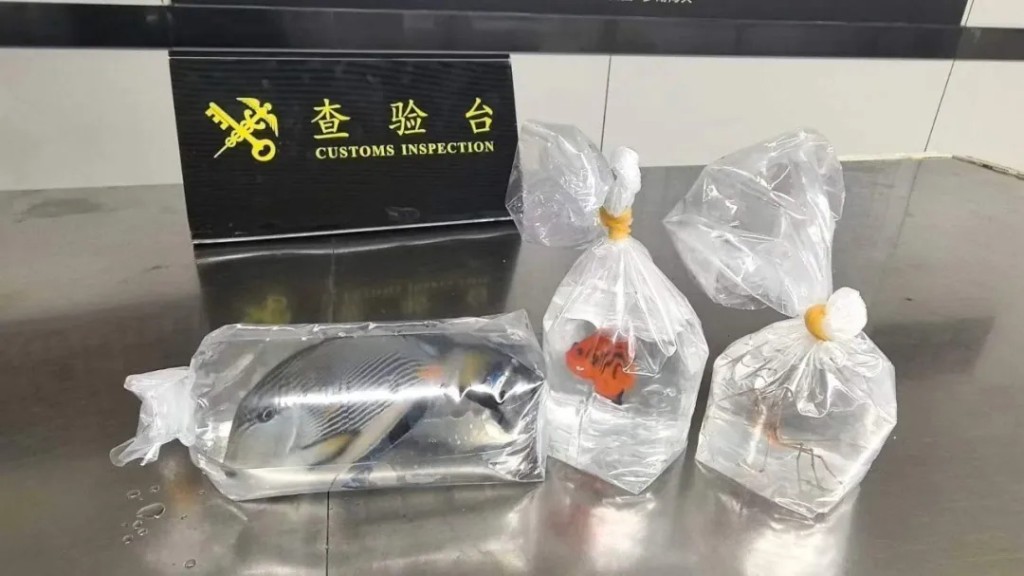 涉案的2條活魚分別為「紅海刺尾魚」及「胄刺尻魚」。海關發佈 涉案的2條活魚分別為「紅海刺尾魚」及「胄刺尻魚」。海關發佈