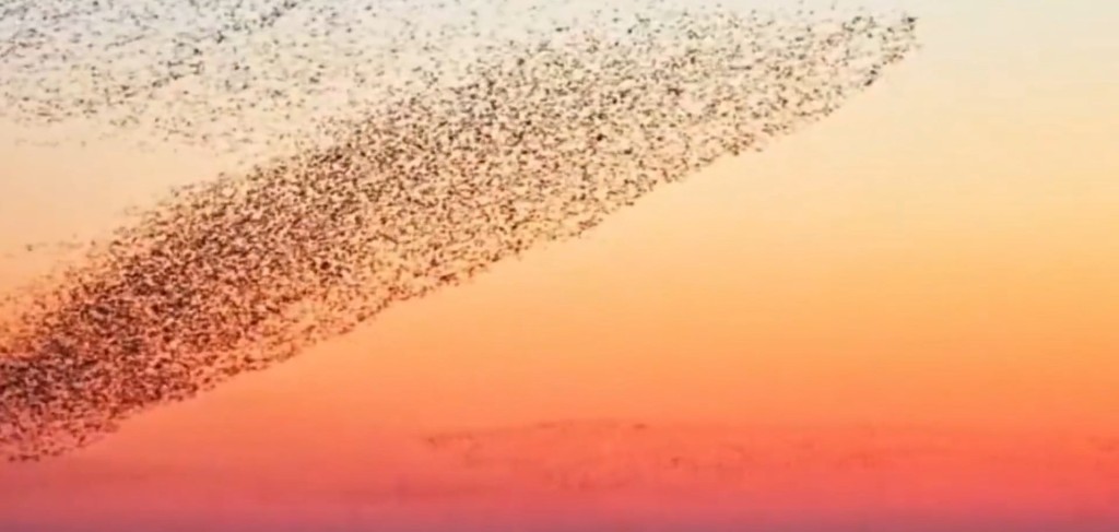 山东数十万候鸟齐飞,组成一幅「巨鲸」壮丽画面。微博@人民日报 山东数十万候鸟齐飞,组成一幅「巨鲸」壮丽画面。微博@人民日报