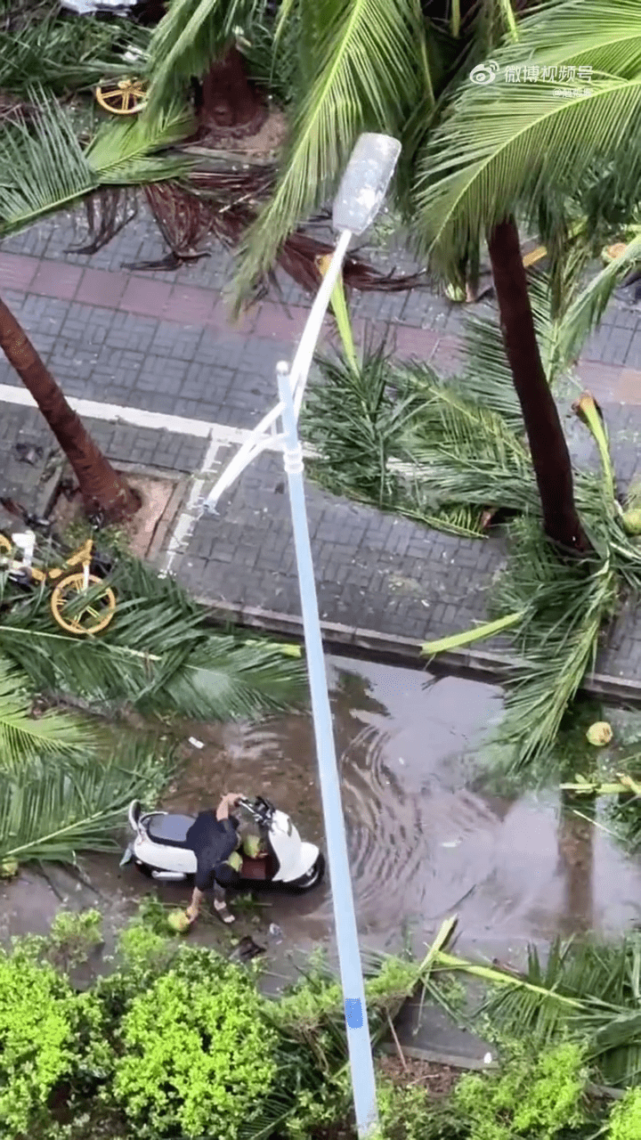 台风过境后，有市民在路边捡椰子。