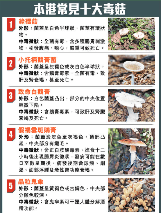 本港常見十大毒菇