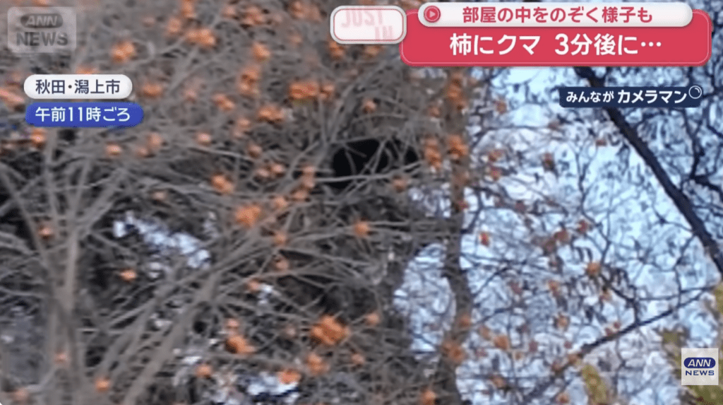秋田潟上市則有熊連續三天出現在柿樹上覓食,警方多次驅趕仍無效。 秋田潟上市則有熊連續三天出現在柿樹上覓食,警方多次驅趕仍無效。