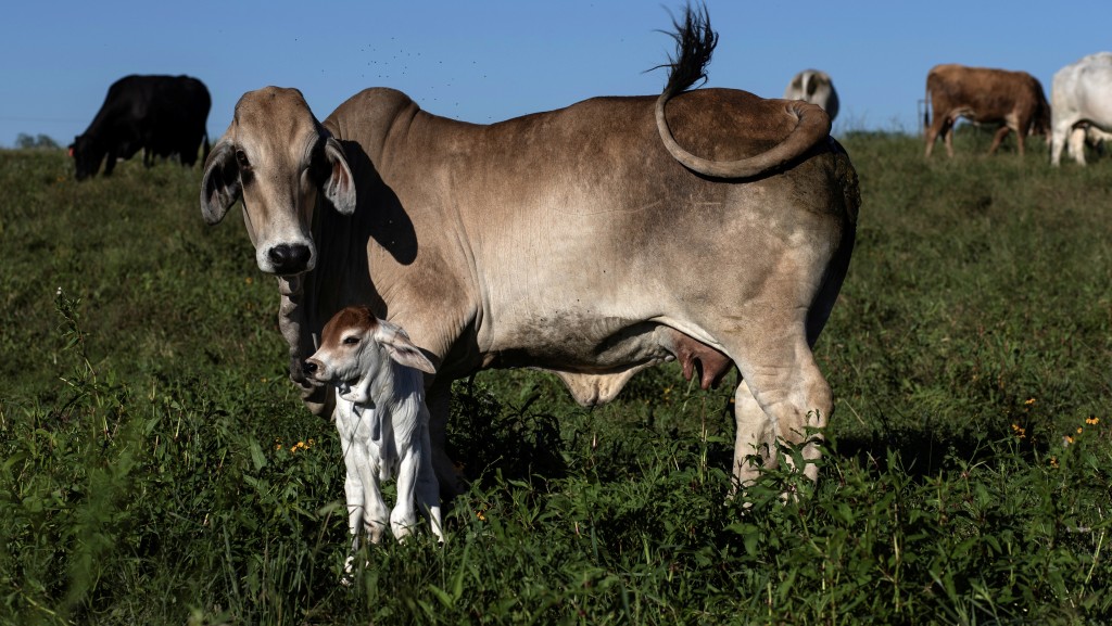 牛和山羊加入H5N1感染名單，情況令專家擔心。 路透社