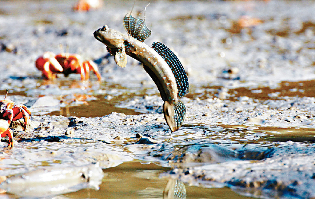 ■弹涂鱼生态受到唔少影响，大家应该关注自然保育。
