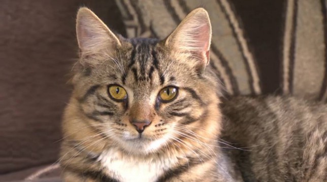 2015年，当年媒体报道一只名叫墨菲(Murphy)的美国猫，亦被查出有雌雄两种外生殖器官，是一只双性猫。