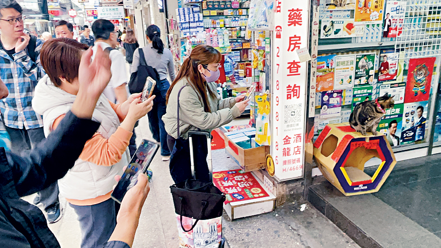 「阻B」平安回家後，貓迷爭相拍照。