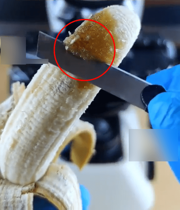影片中，以刀片削下一小片香蕉果肉后置于显微镜下观察。
