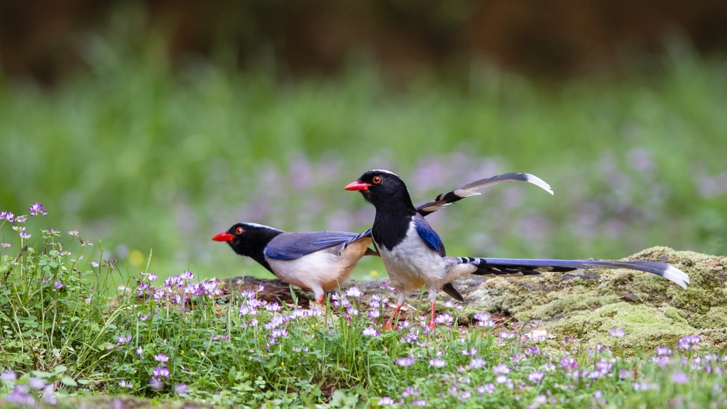 紅嘴藍鵲是香港的留鳥，常見於野外樹林或市區公園。（資料圖片）