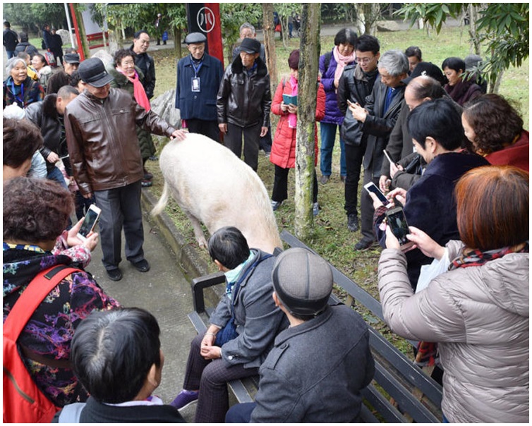 每天都吸引大批游客到来争相与牠拍照。