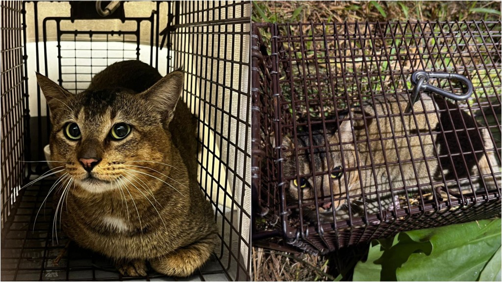 大埔宏福苑五級火｜貓咪疑火海中逃出生天 愛協及時捕獲證實仍健康