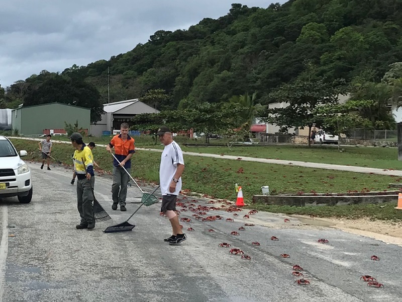 民众清理误闯马路的红蟹。互联网图片