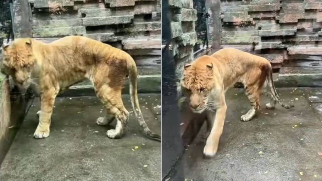 寧波野生動物園獅虎獸被指「皮包骨」，引發網民關注其健康。