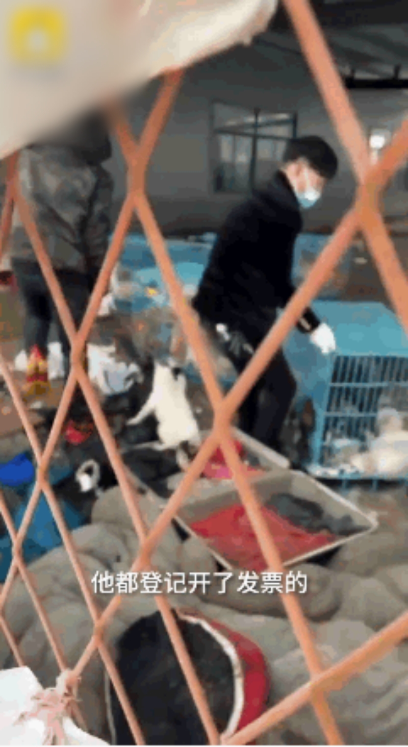 場內有人用鐵叉等工具將狗捉上車。網圖
