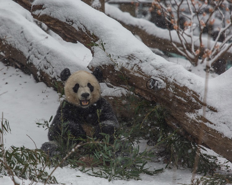3隻大熊貓日前在新家內玩雪。Smithsonian's National Zoo