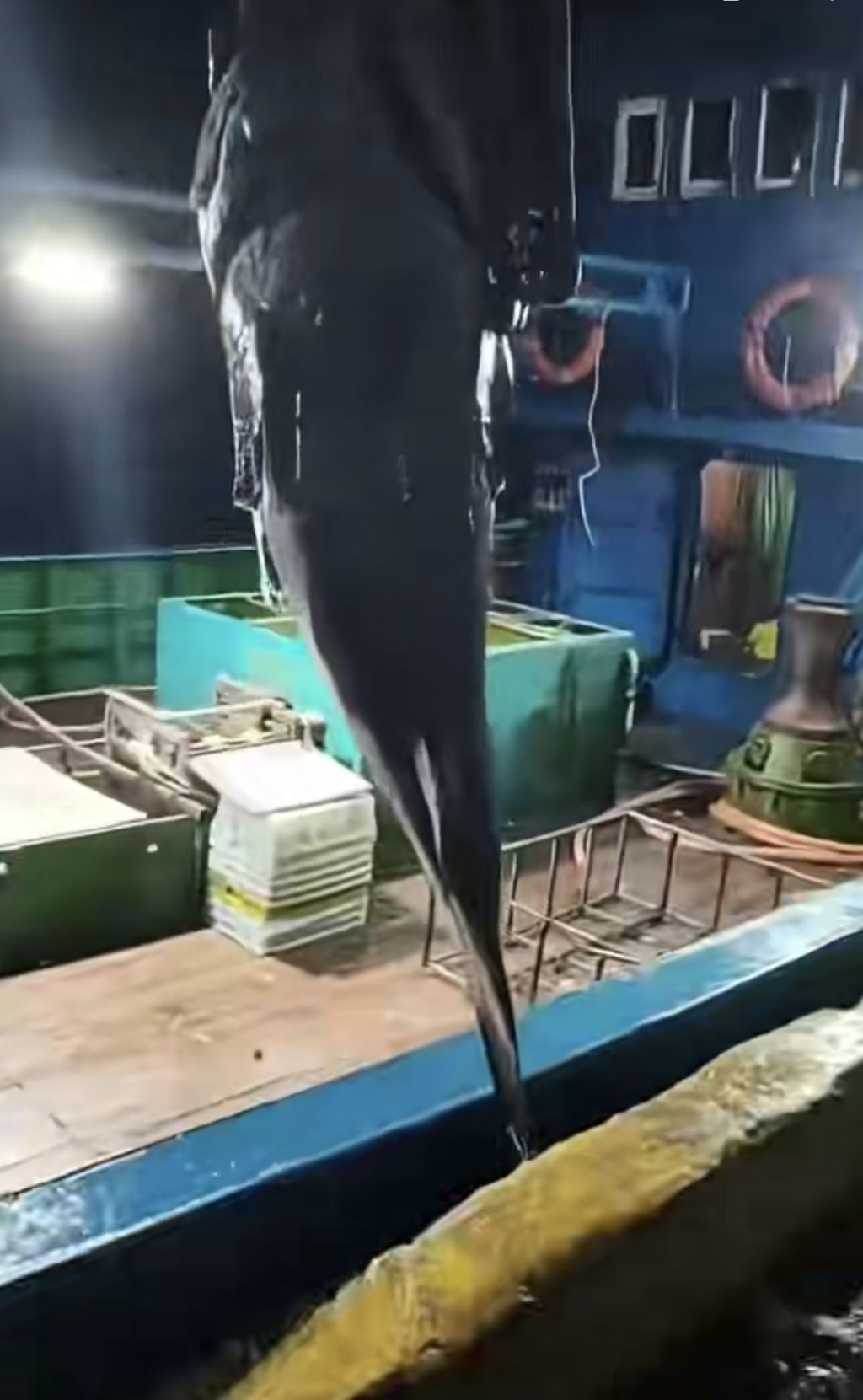 福建男子捕獲巨型石斑「魚王」。微博@觀泉州
