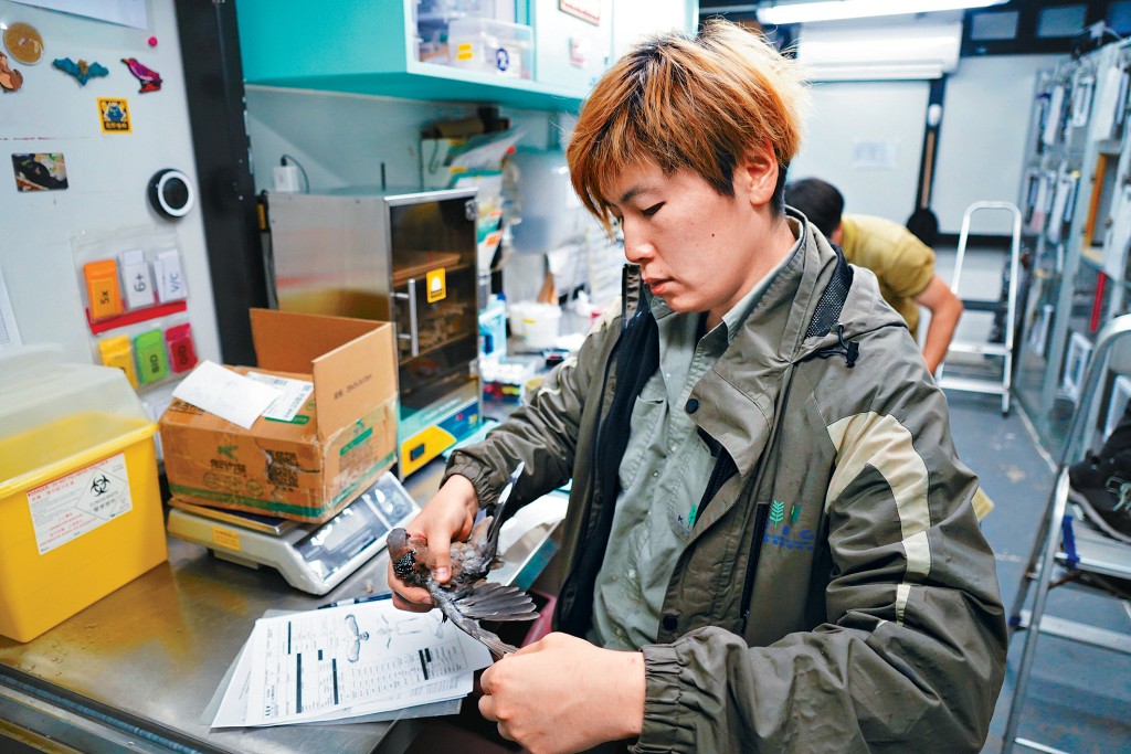 高級野生動物復育主任溫諾汶表示，受傷動物送抵拯救中心後會先進行初步傷勢評估。