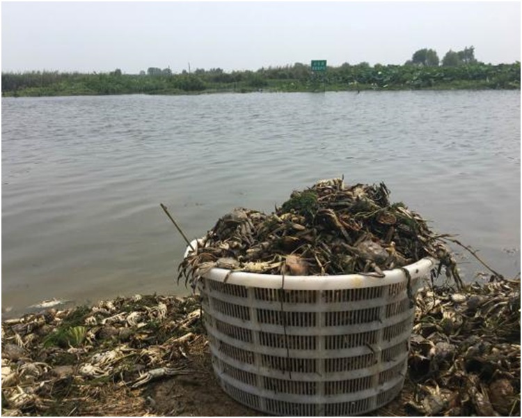 鱼蟹大量死亡,渔民受损严重,血本无归。网图