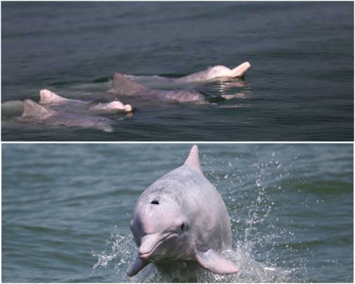 圖上，一群白海豚在欽州三娘灣海域結伴出遊。圖下，珠三角水域的中華白海豚。