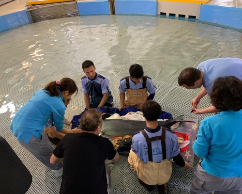 江豚被送往海洋公園。海洋公園提供照片