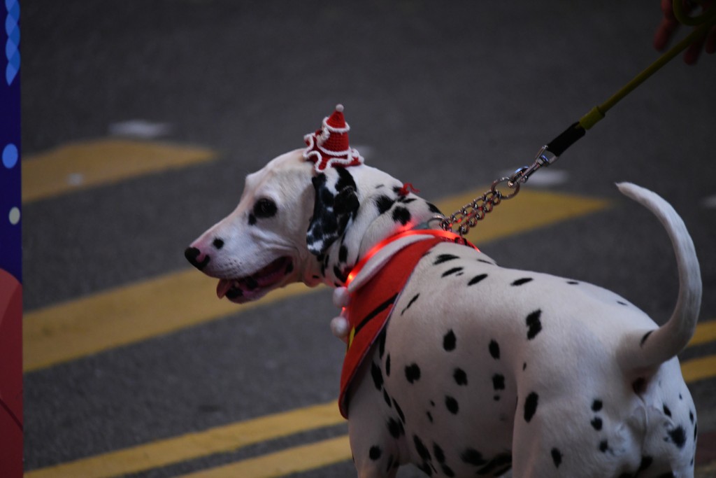 有斑點狗戴上迷你聖誕帽、披上紅色披風與主人散步。何健勇攝
