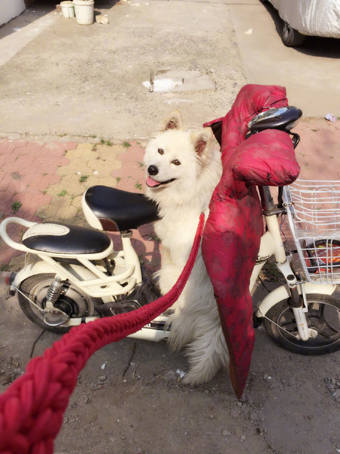 小旺在屋苑內甚受歡迎。微博