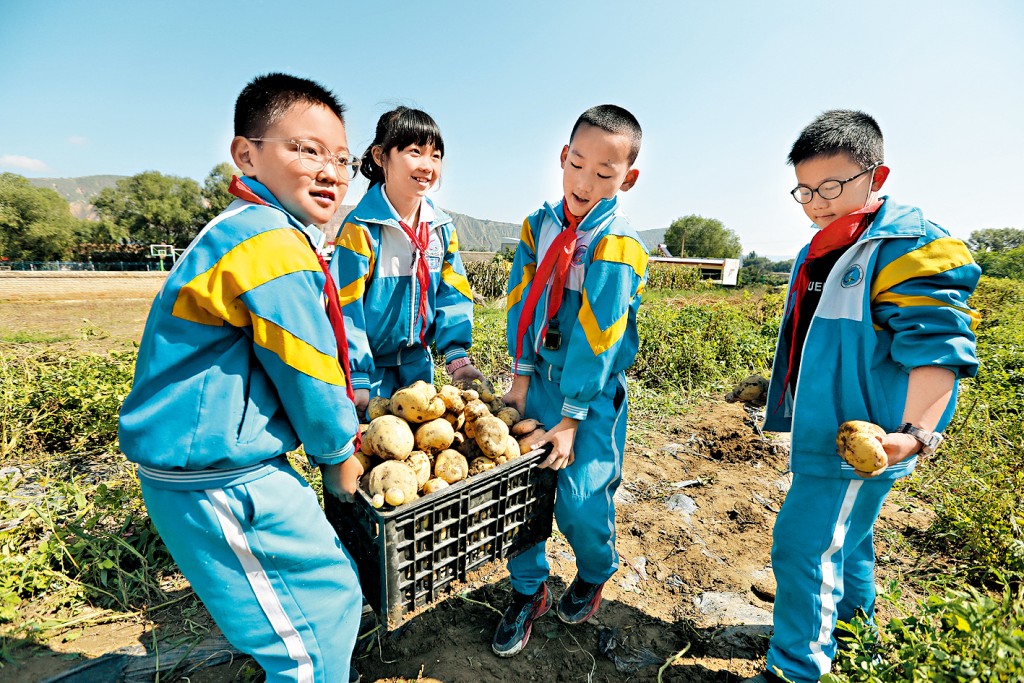 甘肃小学生在劳动教育实践基地收获自己种的马铃薯。