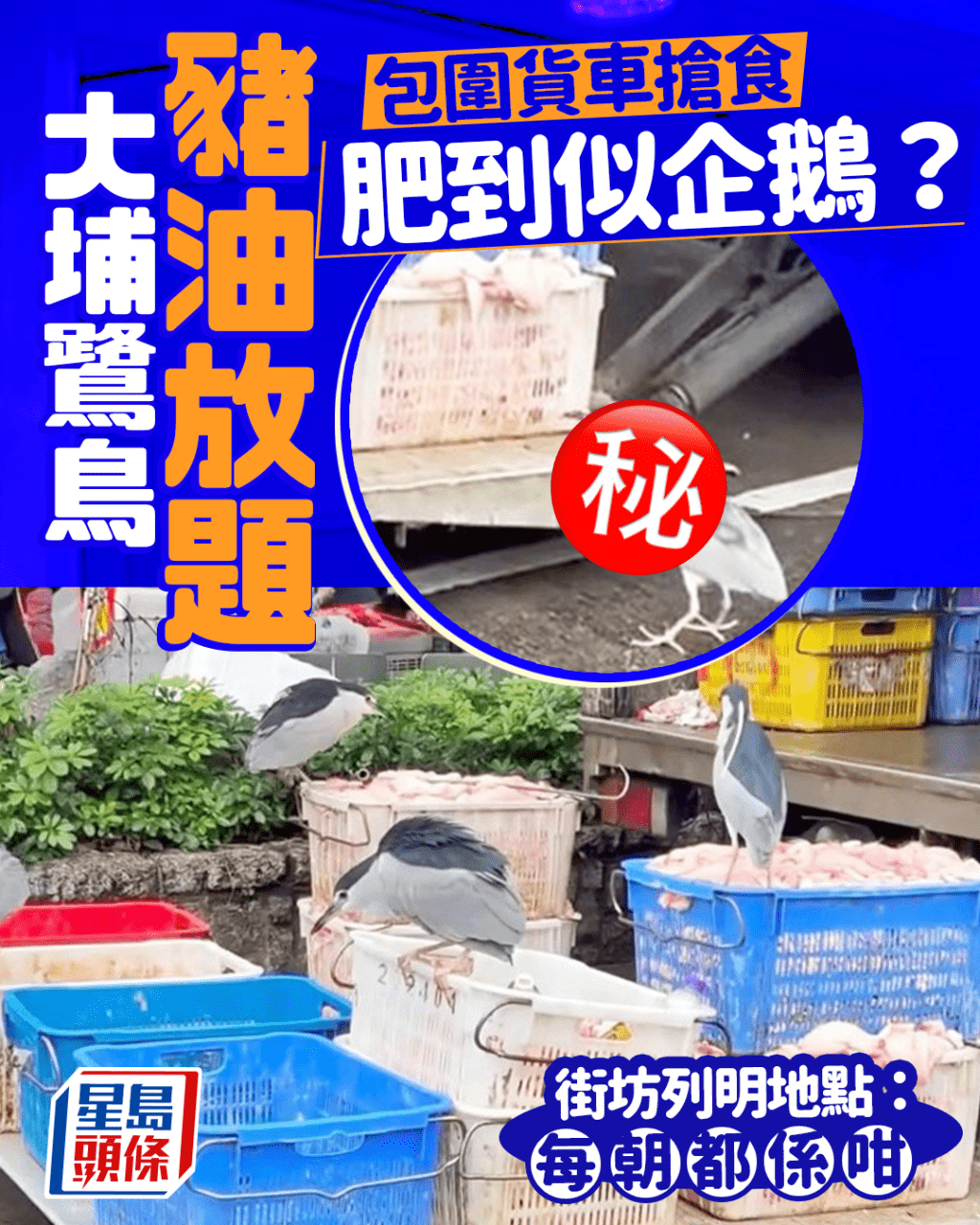 大埔鷺鳥「豬油放題」 包圍貨車搶食肥到似企鵝？ 街坊列明地點：每朝都係咁｜Juicy叮