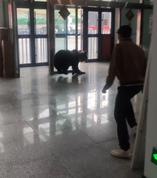 藏馬熊搵食不成反被人類驅逐回山上。抖音