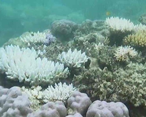 海水溫度導致澳洲大堡礁出現第3次大規模白化。網圖