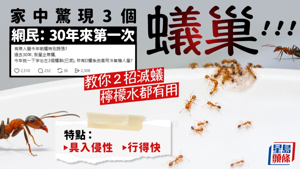 家中惊现3个蚁巢！ 网民：30 年来第一次 教你2招灭蚁 柠檬水都有用