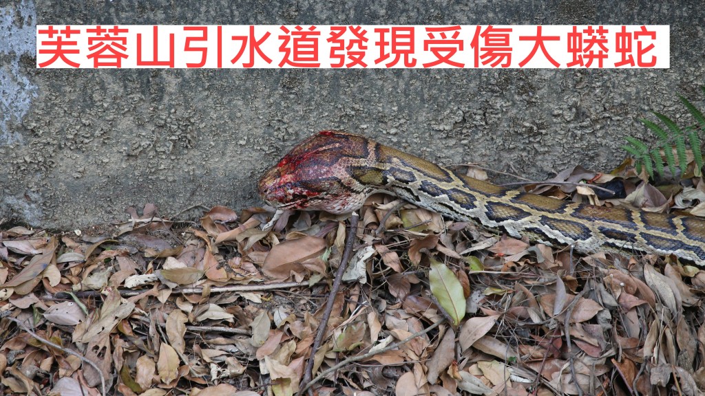 受傷蟒蛇被帶到嘉道理農場治療。
