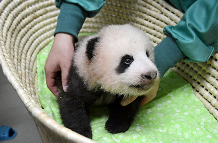 大熊猫香香70天大的时候。 上野动物园图片