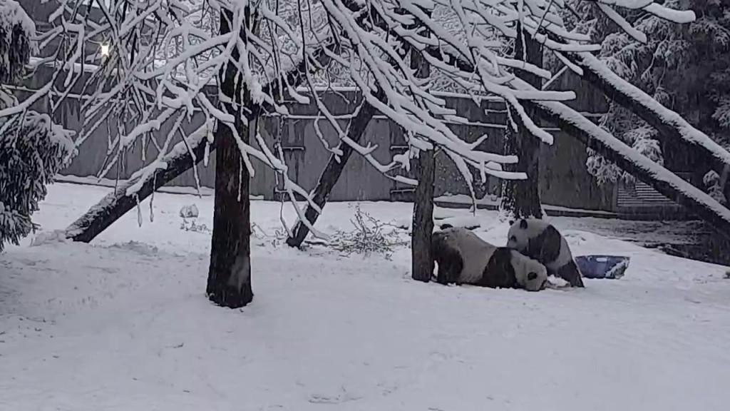 小奇蹟與另一隻大熊貓在樹下打架。互聯網圖片