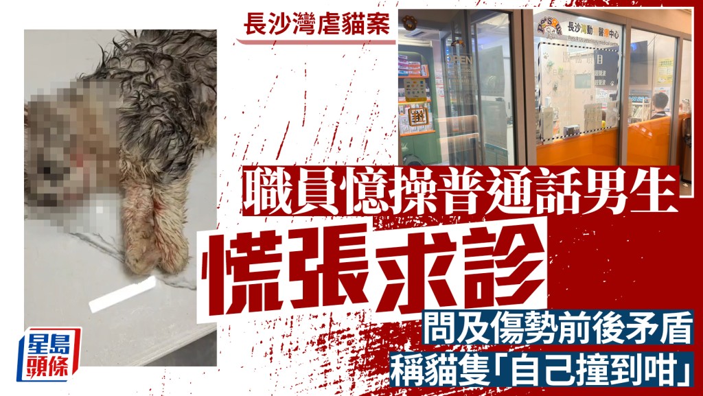 14歲仔涉虐貓｜職員憶男生慌張求診：手帶抓痕前言不對後語 聲稱「隻貓亂衝亂撞」惹疑