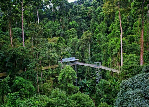 海南的热带雨林森林。