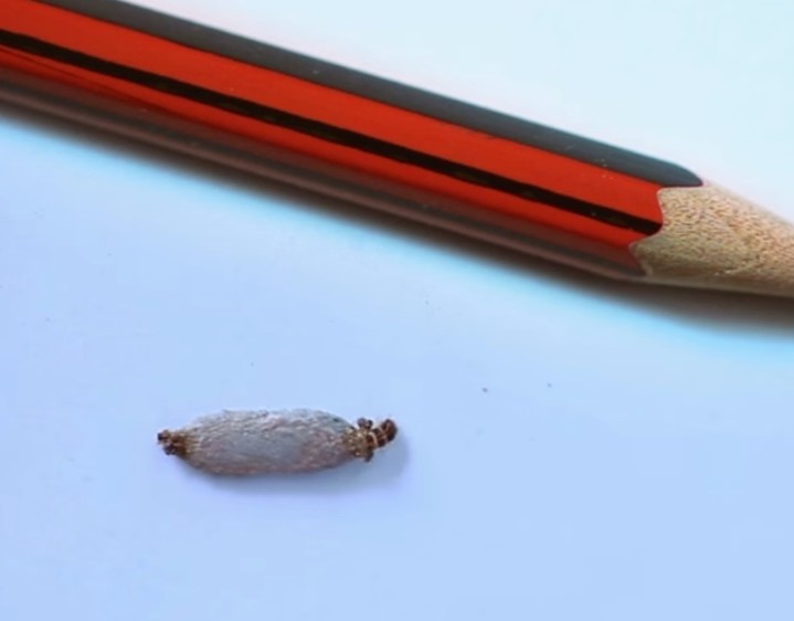 幼蟲會吐絲作繭，兩端開口供取食及行動。幼蟲在繭中成長，化蛹時仍在繭中，直到成蟲羽化為止。