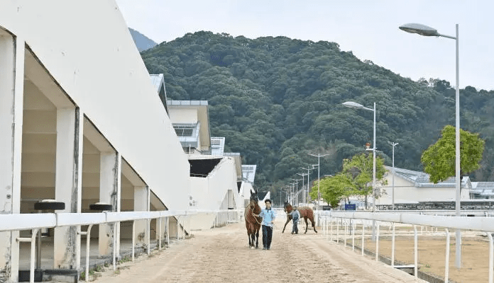 從化馬場的賽駒。中新社