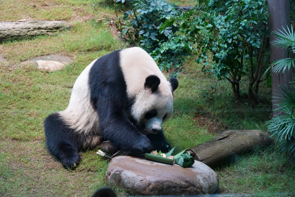 安安。海洋公園提供