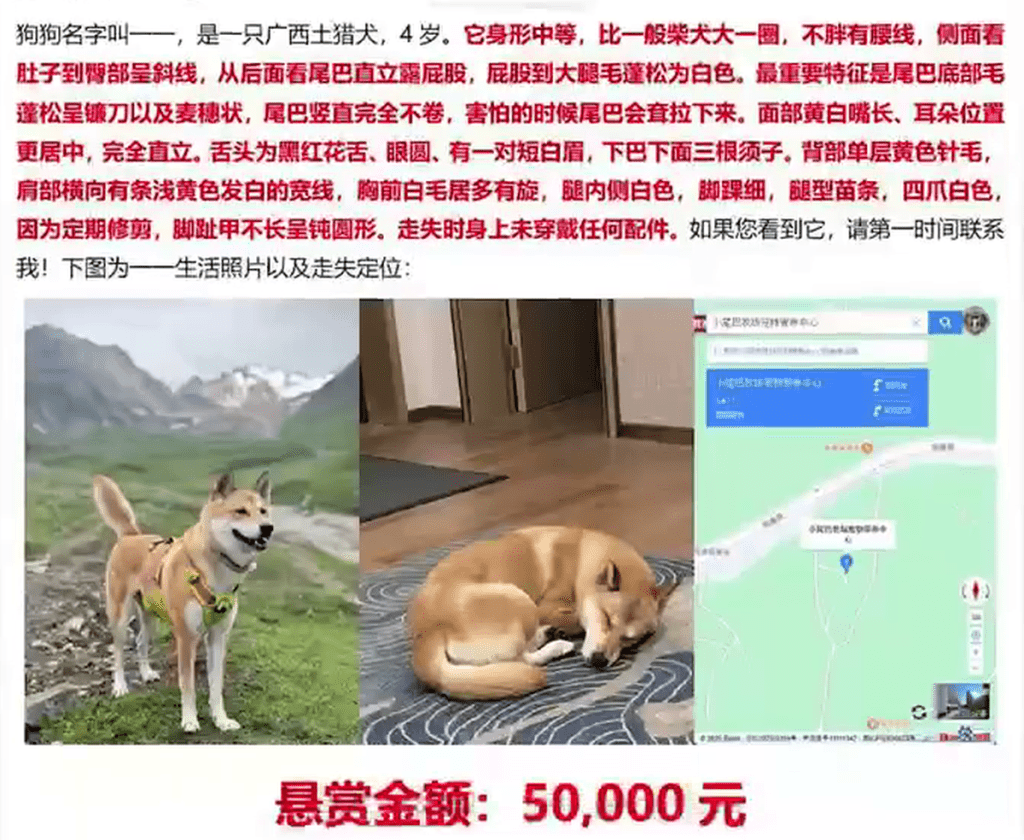 女網民曾懸賞5萬尋犬。