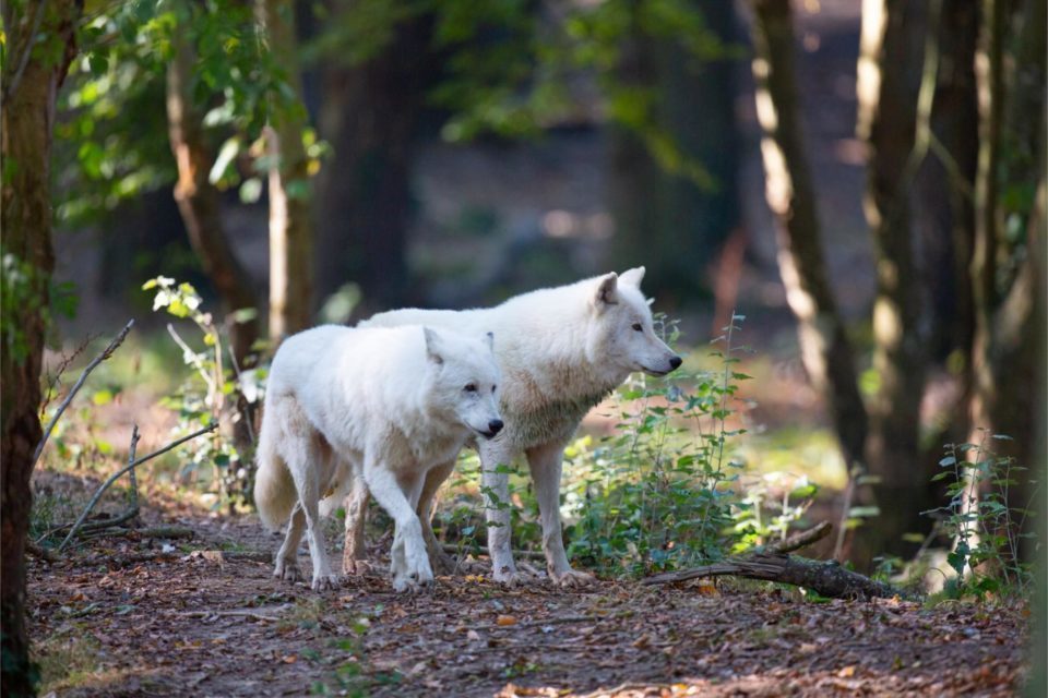 法國一名女遊客跑步誤入野生動物區，遭到3隻狼撕咬重傷。網上圖片