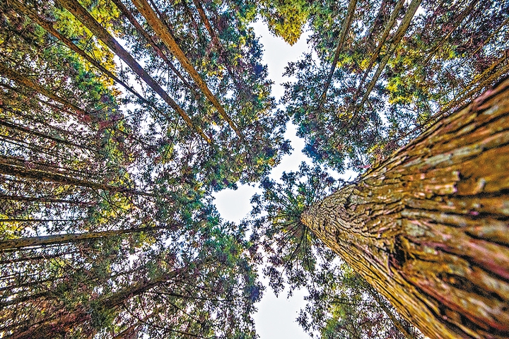 济州西归浦市的思连伊森林步道，沿途植有不少树木，是个绿色世界。