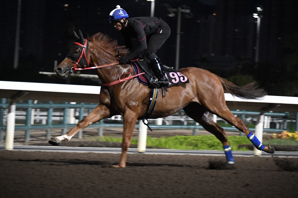 「競駿輝煌」馬身結實毛色油潤，操足傷瘉馬蓄勢待發。